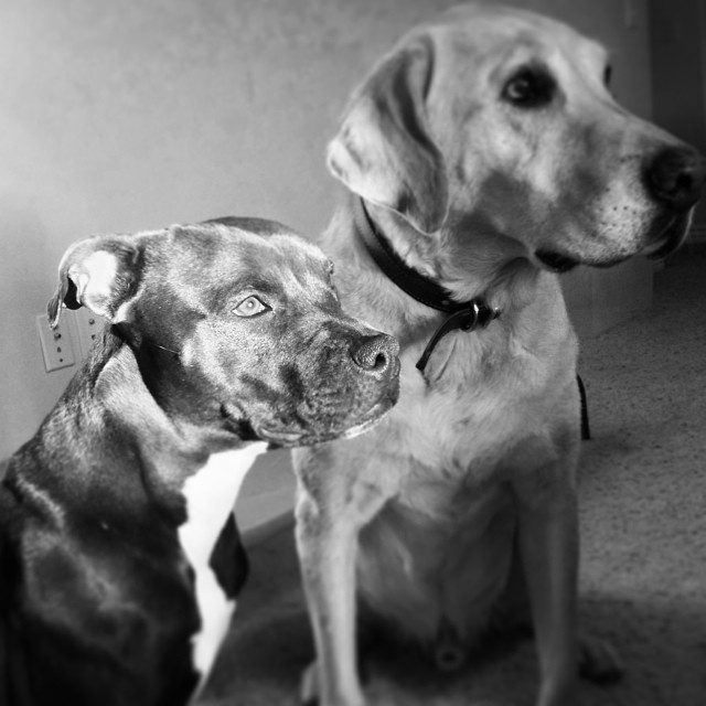 Project K9 heather Hamilton Blog Utah Dog Training Pitbulls Labrador Retrievers